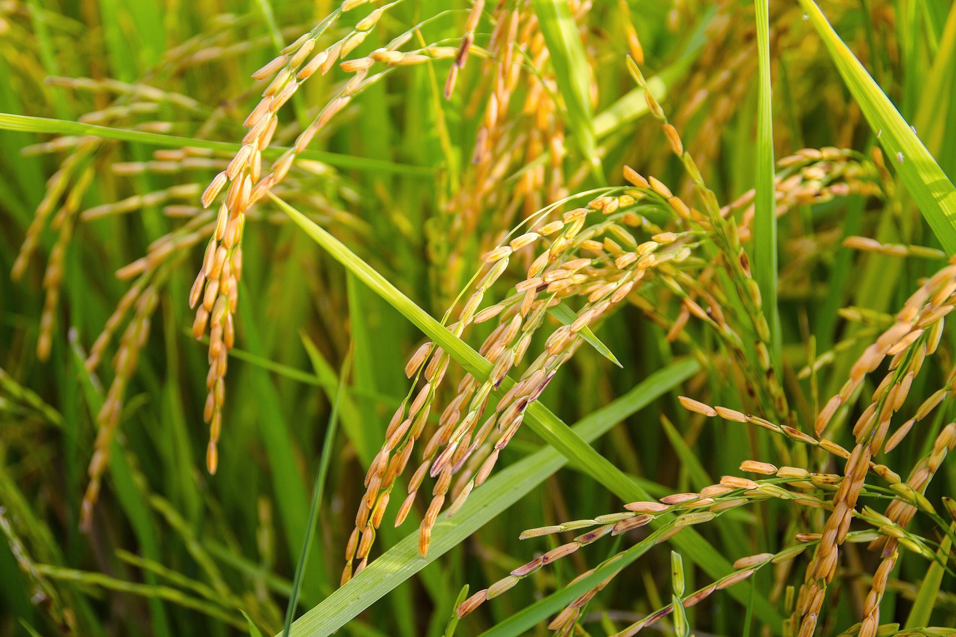 Close-up of wild rice plants