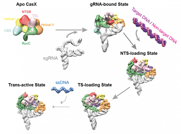 Electron microscopy structures of CasX