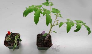 A disease-resistant tomato plant next to a regular plant that has been infected with a disease