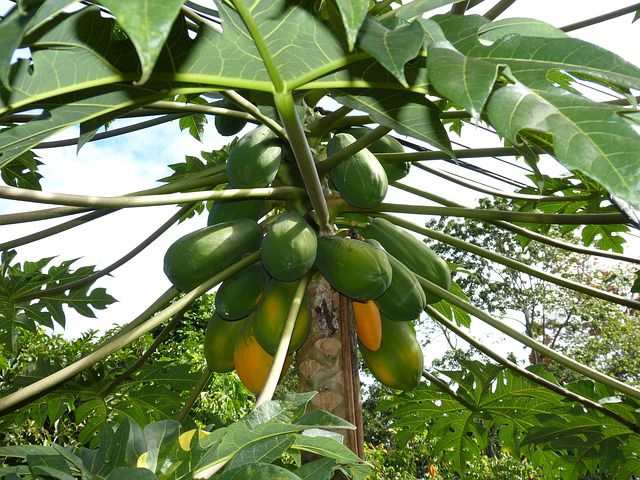 Papayas growing on a tree