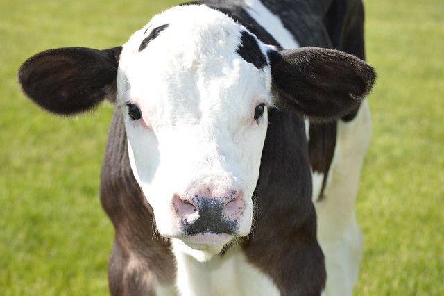 A calf gene-edited to be hornless