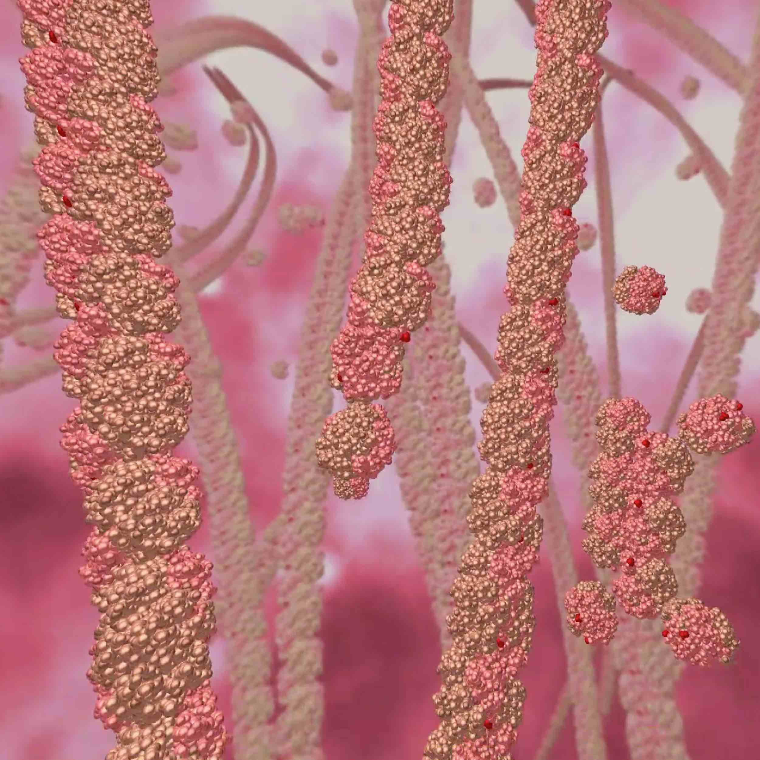 在镰状红细胞中形成纤维的突变血红蛋白的图示