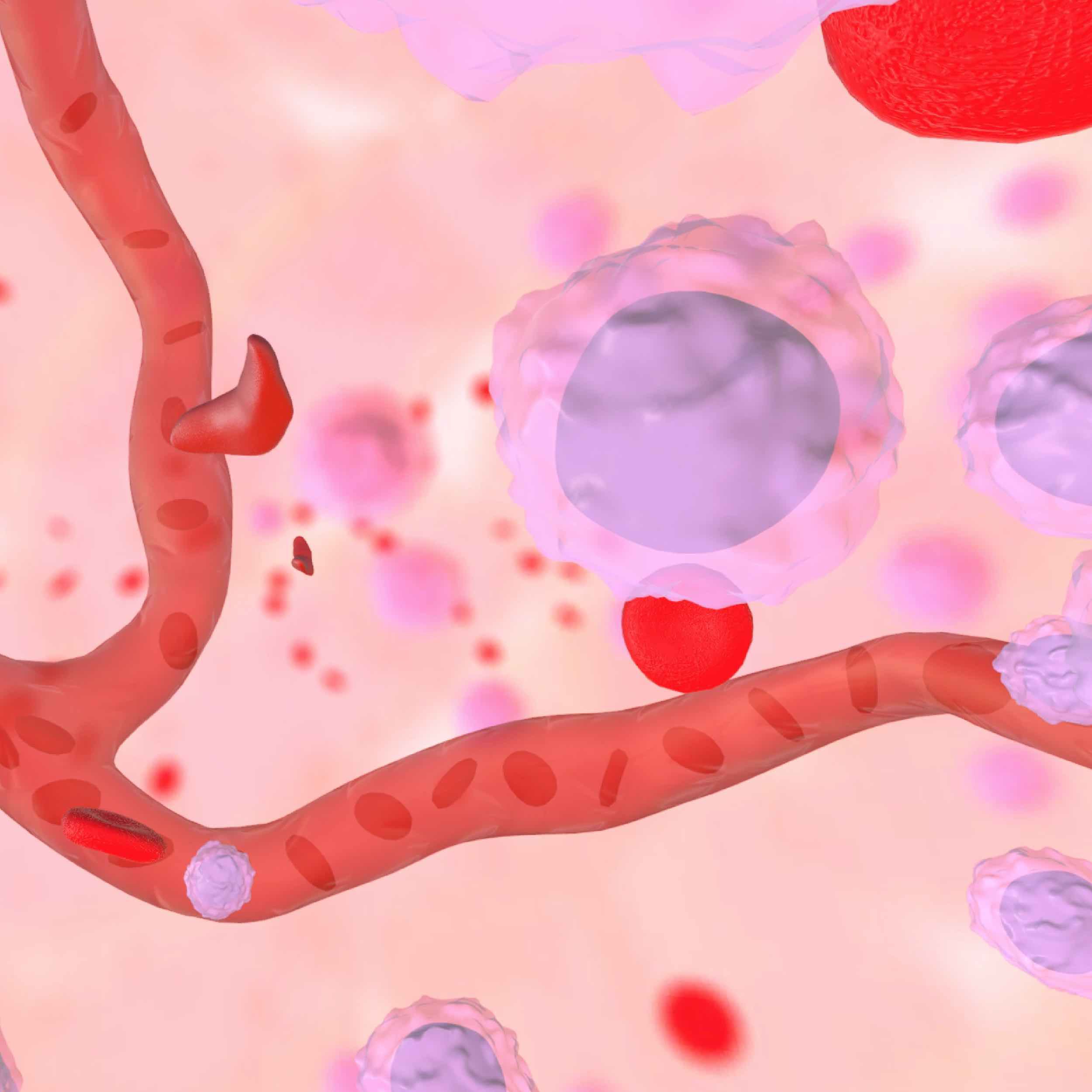 Representación gráfica del interior de la médula ósea que muestra glóbulos rojos, células madre y capilares