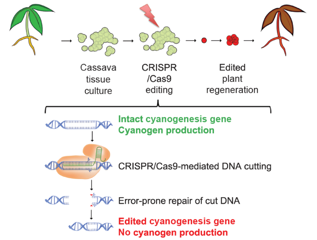 Schematic of using gene editing to remove toxin from cassava