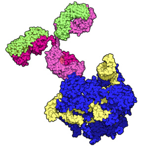Estructura de proteínas con dominios de diferentes colores.