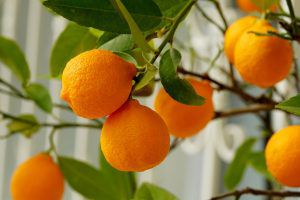 Naranjas en un naranjo