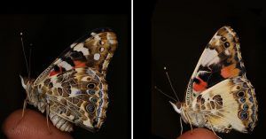 foto que compara dos mariposas que tienen diferentes patrones de alas debido a la ingeniería genética