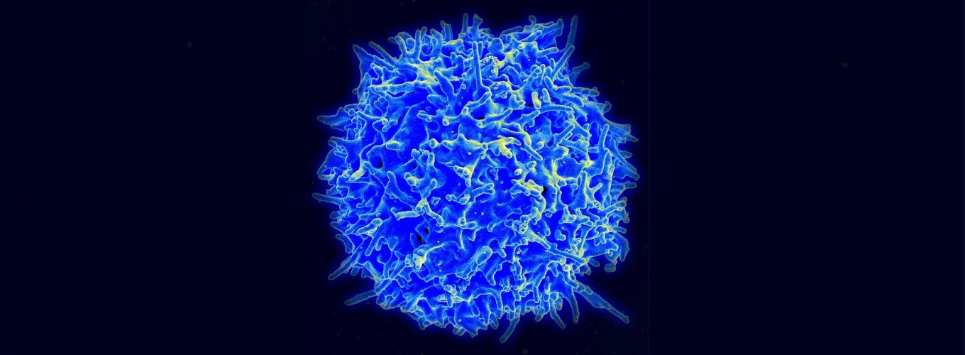 T细胞