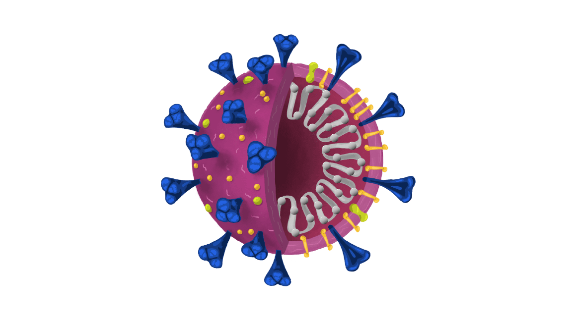 免费的 COVID-19 插图，SARS-CoV-2 病毒解剖