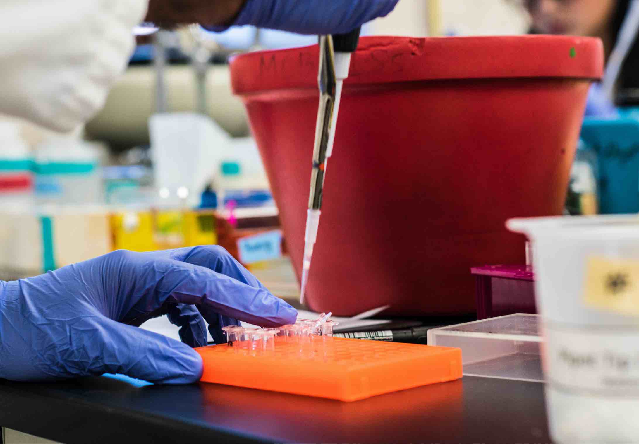 An undergraduate performs an experiment for the IGI's CRISPR course at UC Berkeley