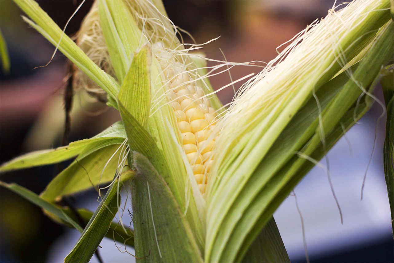 Close-up of maize