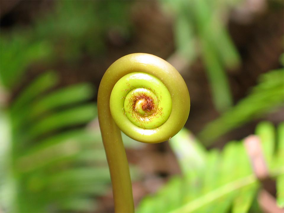 A fiddlehead of an uluhe fern