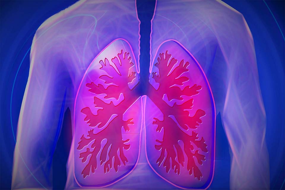 人肺的 3D 渲染