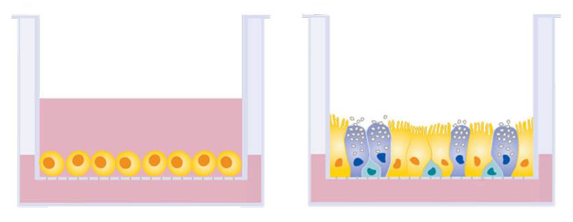 Ilustración de una interfaz aire-líquido frente a un cultivo celular estándar