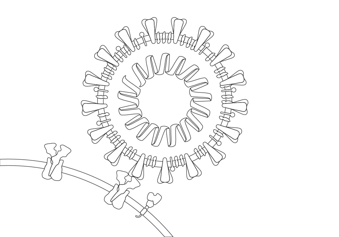 Free SARS-CoV-2 and receptor illustration