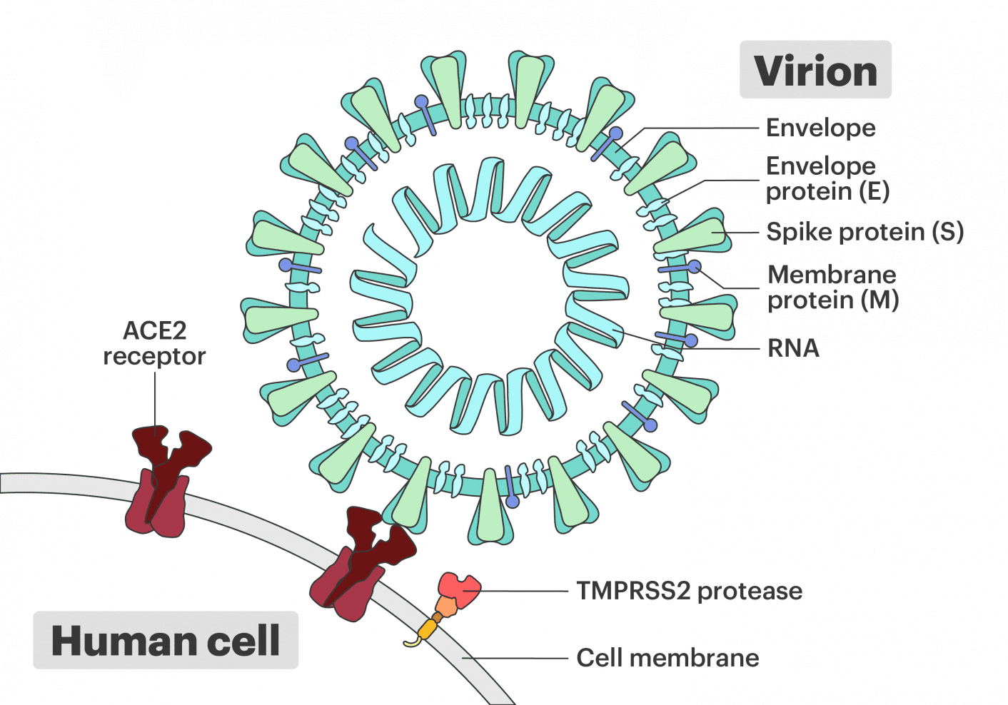 Free COVID-19 Illustrations - Innovative Genomics Institute (IGI)