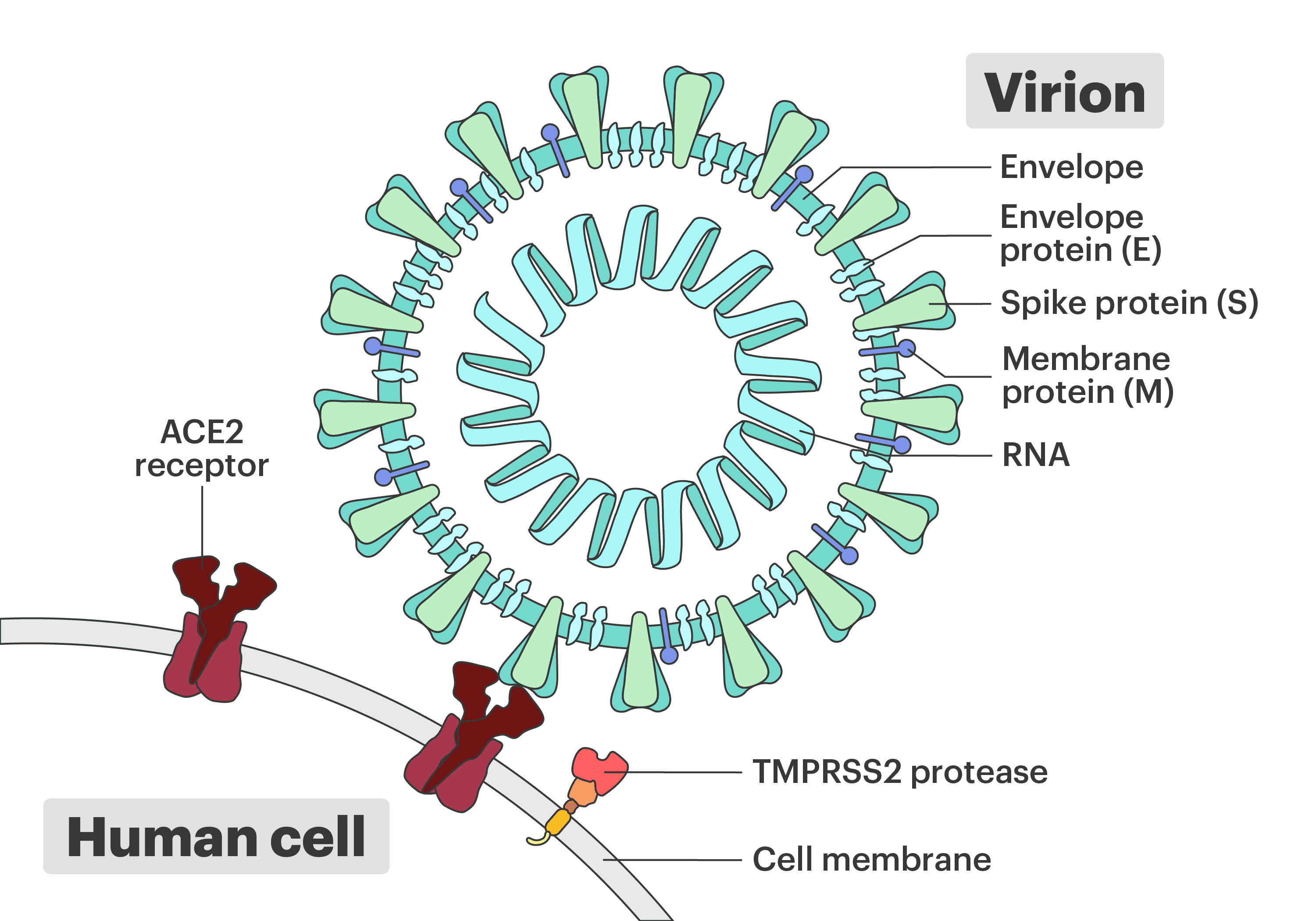 Ilustración de receptor y SARS-CoV-2 libre