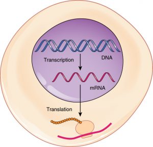 Ilustración de una célula, que muestra el núcleo, el ADN, el ARN y la traducción.