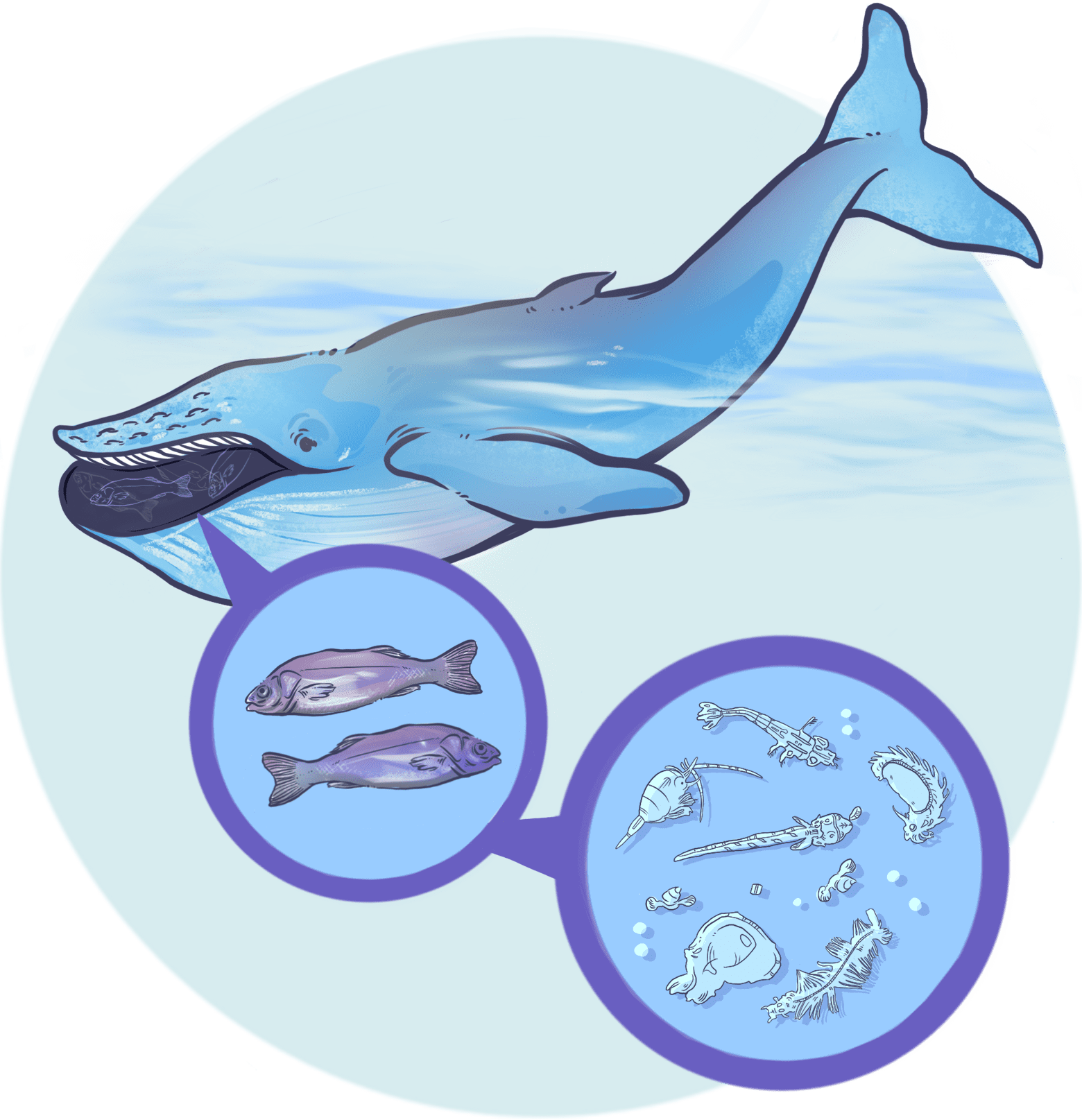 Ilustración de una ballena de Groenlandia con una burbuja que muestra el pez en la boca y otra burbuja que muestra el plancton en el agua