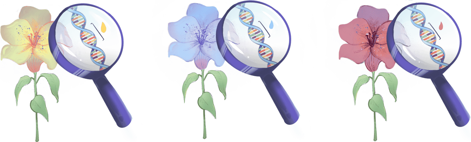 Illustration of flowers of different colors. A magnifying glass shows small DNA sequence differences between the flowers