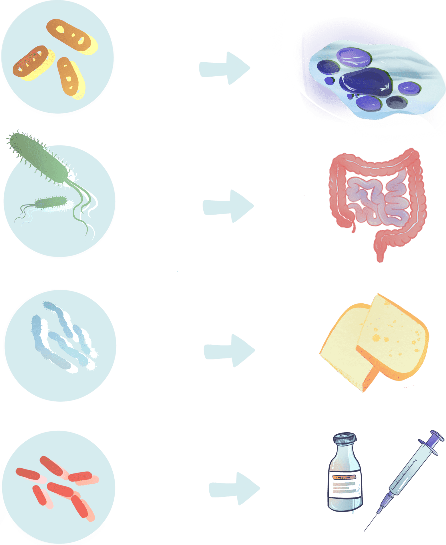Illustration of microorganisms next to processes they are crucial to: cleaning up oil spills, digestion, making cheese, and making insulin