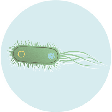 Ilustración de la bacteria E. coli