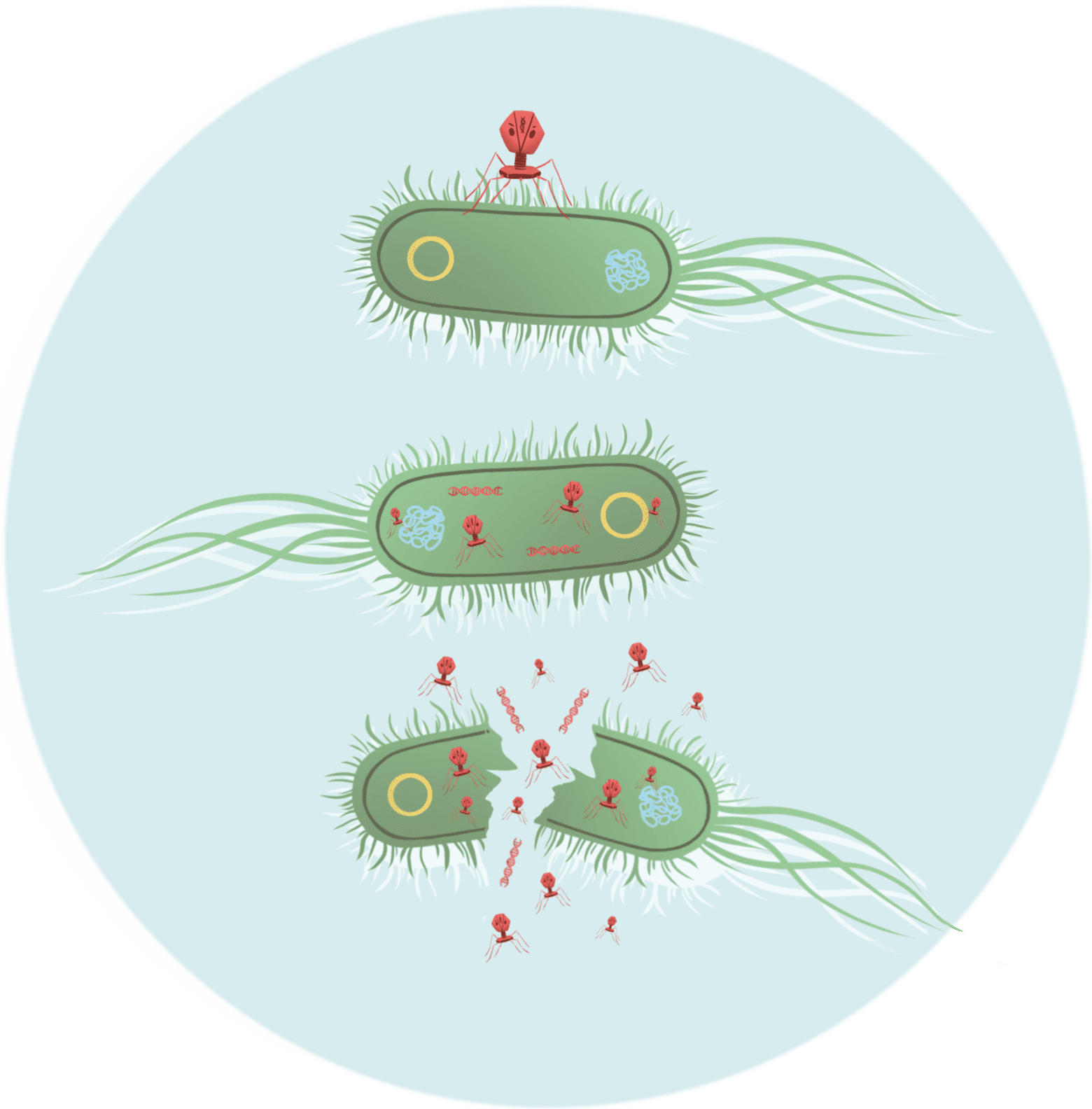 Illustration a phage injecting DNA into an E. Coli, reproducing within the bacterial cell, and eventually lysing it, releasing more phages