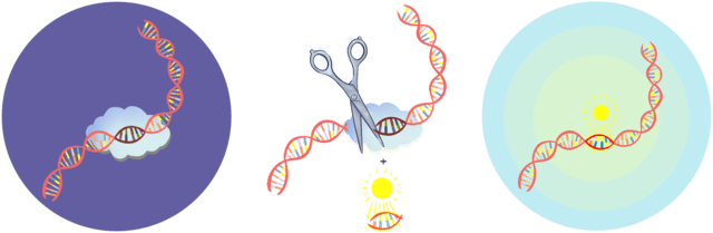 Una ilustración que muestra unas tijeras cortando ADN que tiene una variante genética dañina. Luego, el ADN se repara, restaurando una variante saludable.