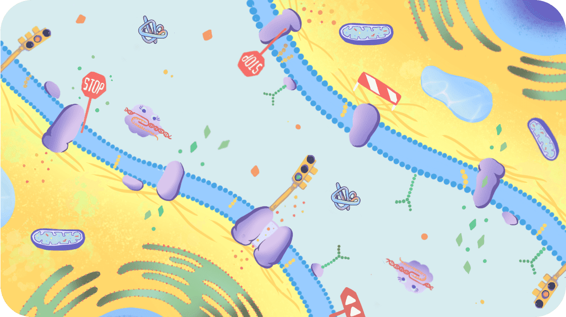 Ilustración de la membrana celular, mostrando semáforos y señales de alto que indican qué moléculas pueden entrar