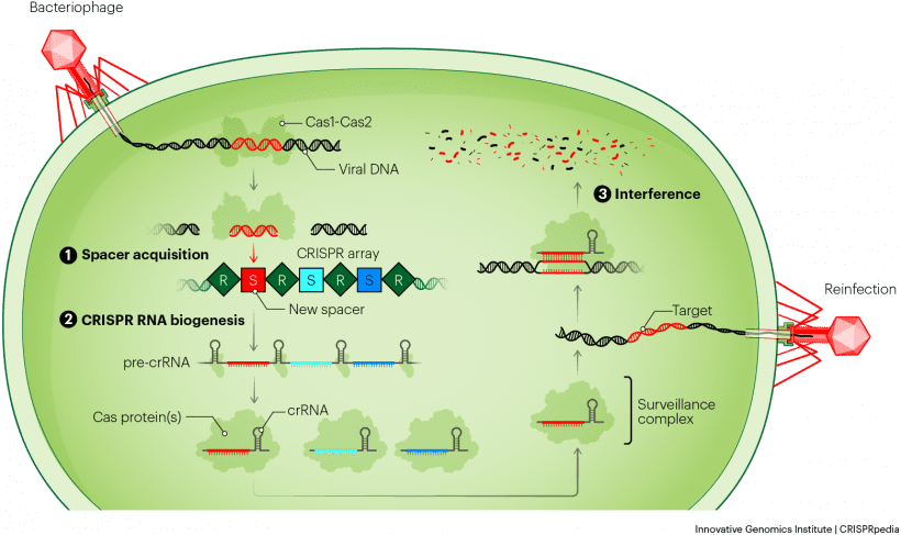 CRISPR-Cas immunity