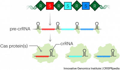 CRISPR RNA生物发生
