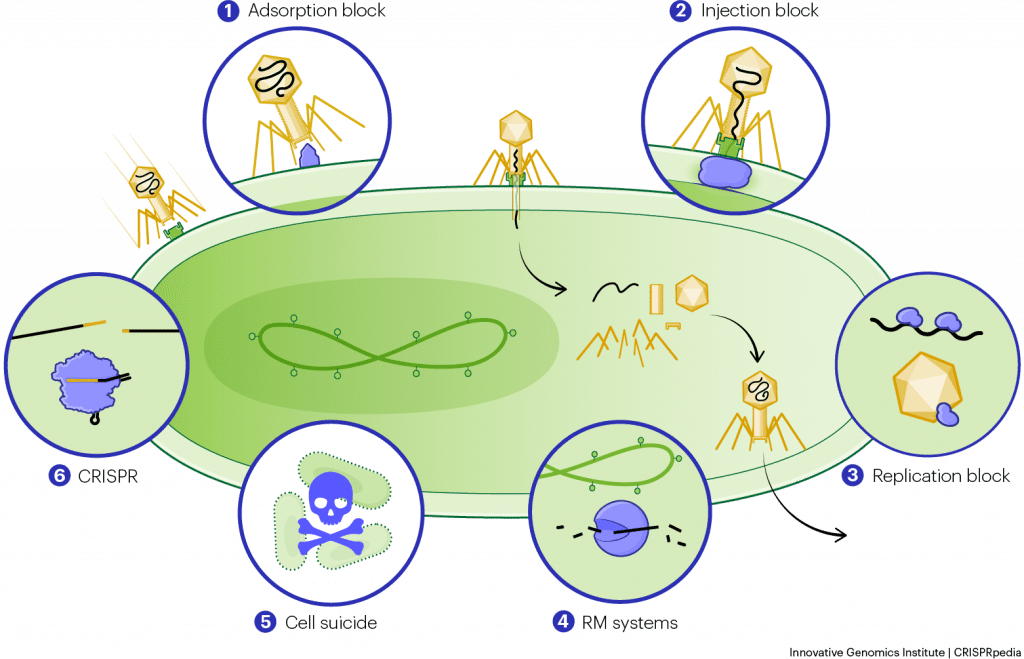 CRISPR in Nature - CRISPRpedia