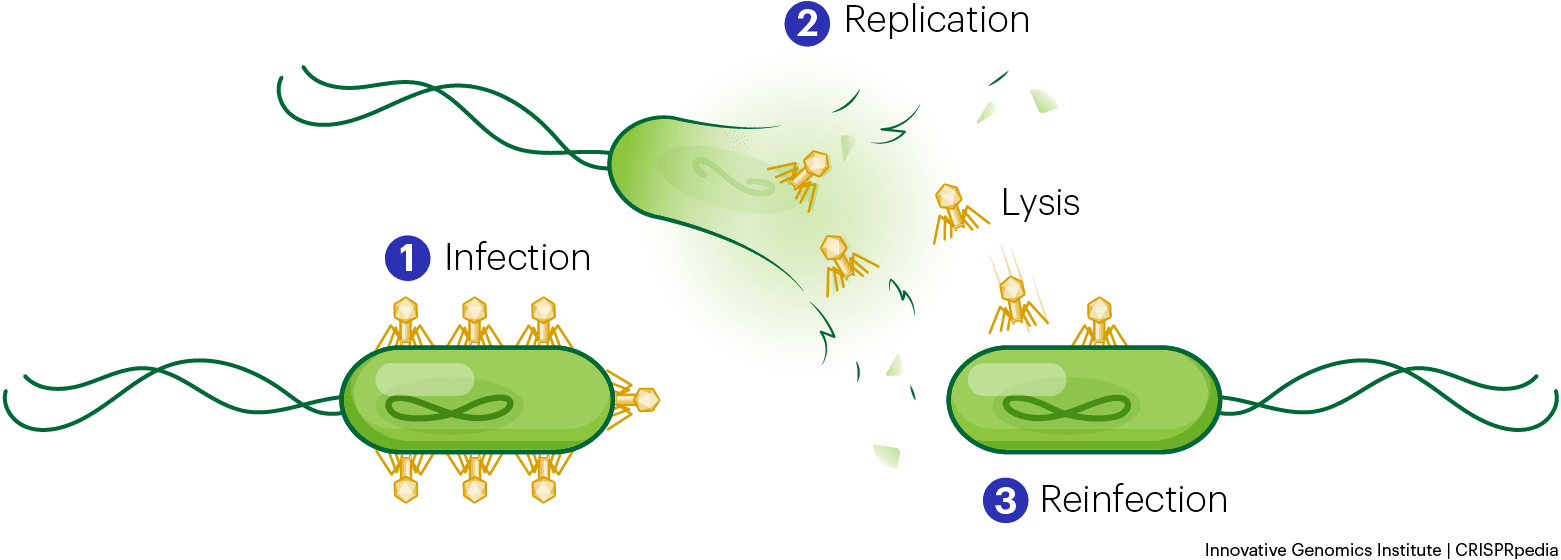 一般噬菌体生命周期