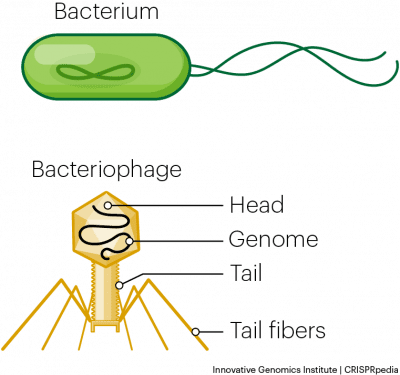 Phage Anatomy