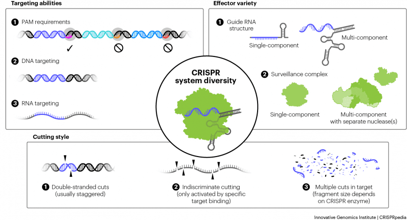 CRISPR-Cas 系统之间的差异