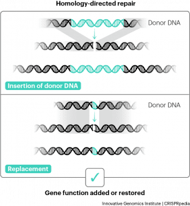 CRISPR Technology - CRISPRpedia