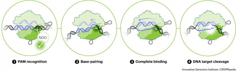 Steps of DNA target binding and cleavage by Cas9