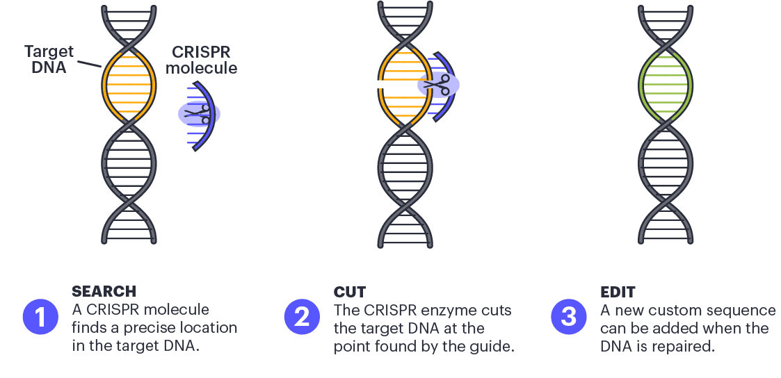 What is CRISPR illustration