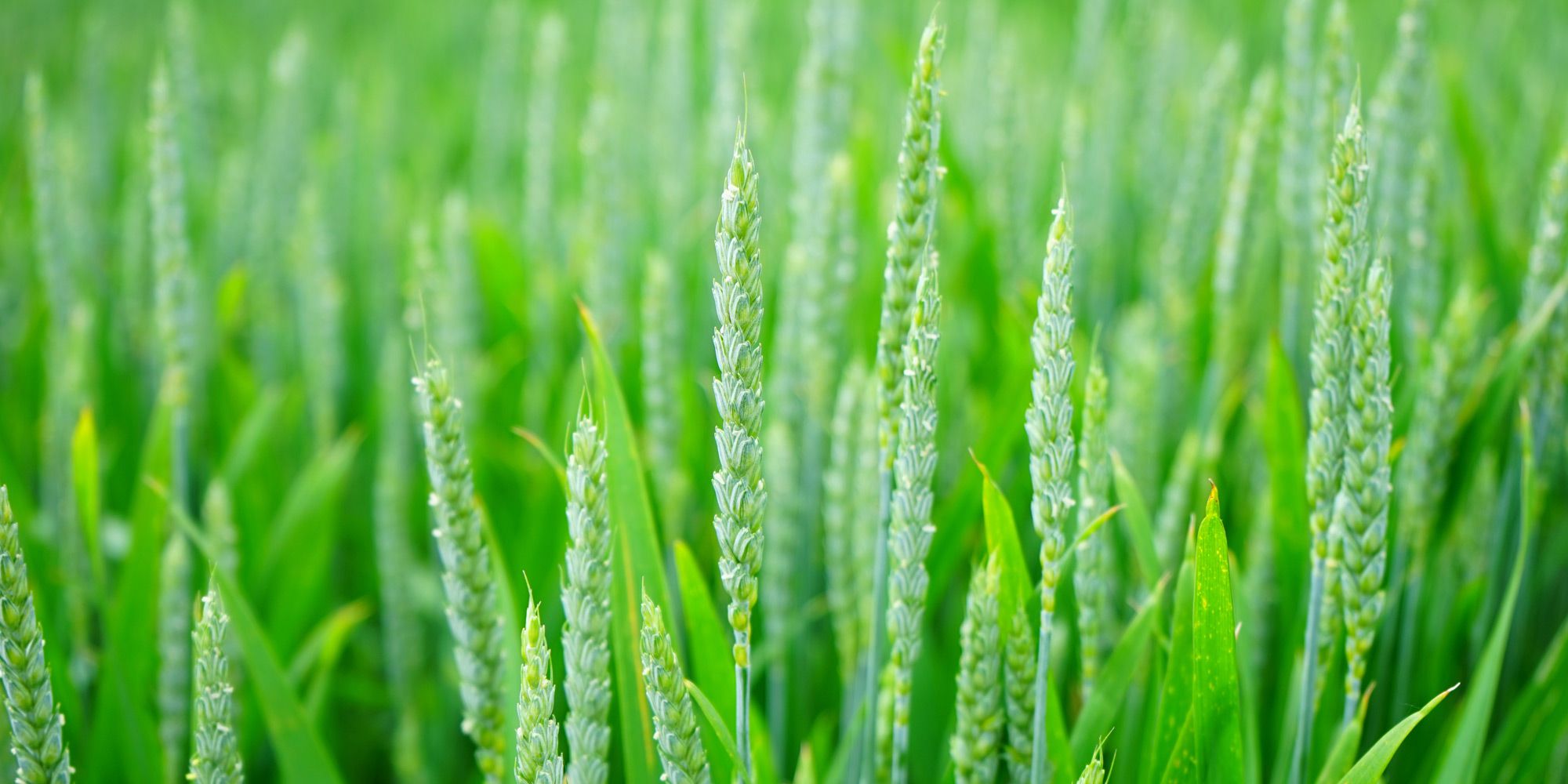 Photo of wheat field