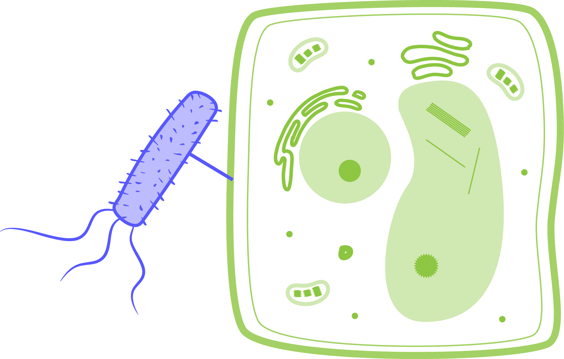 Ilustración de una agrobacteria.