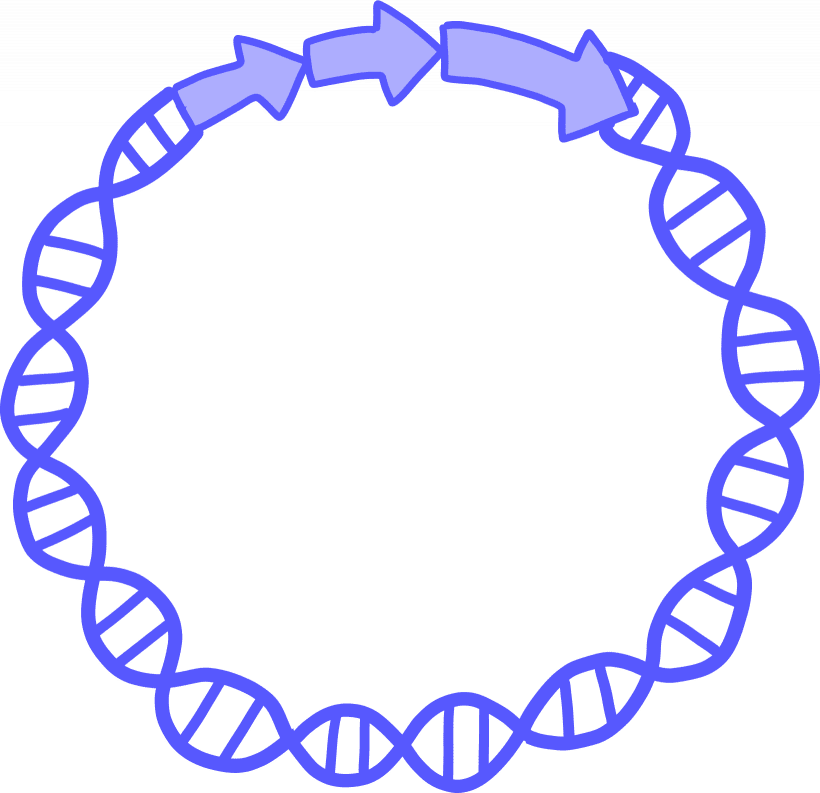 Plásmido - Innovative Genomics Institute (IGI)