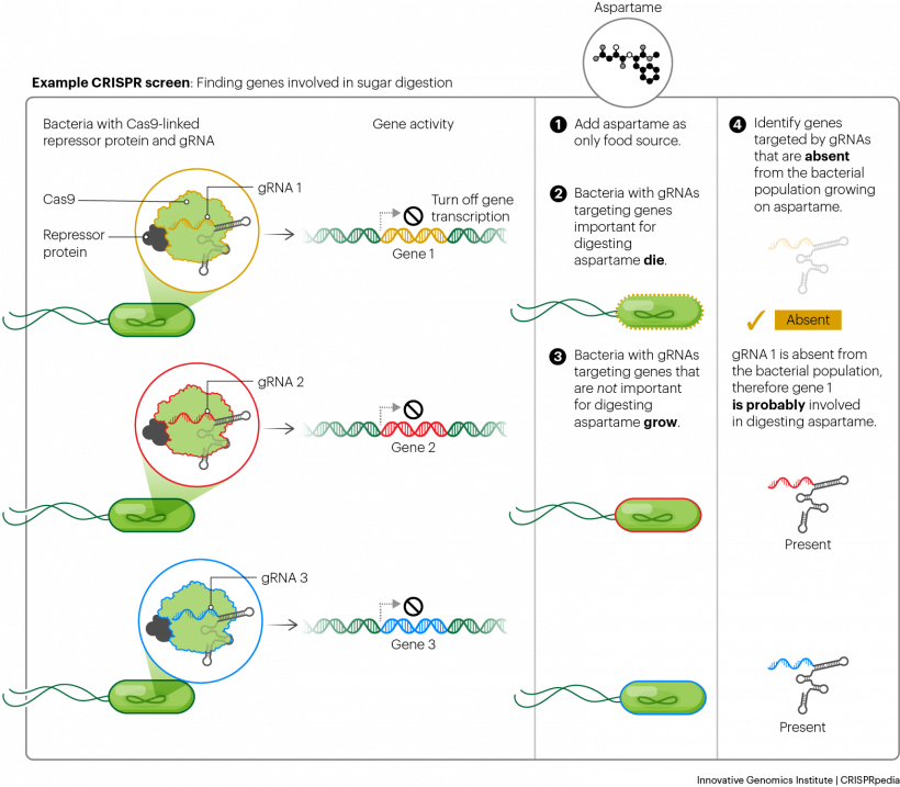 Example of a CRISPR screen using negative selection