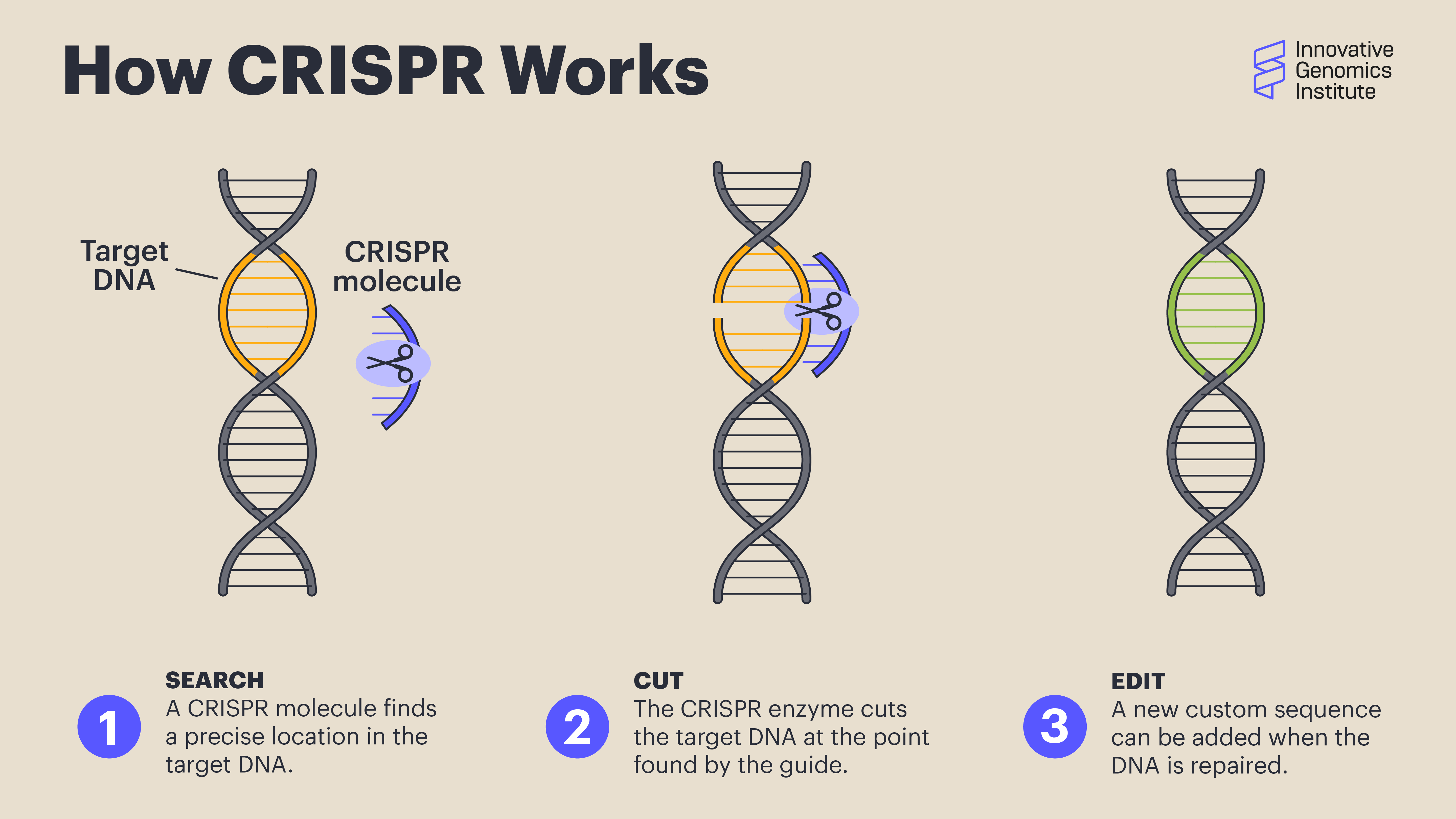 ¿Qué es la ilustración CRISPR?