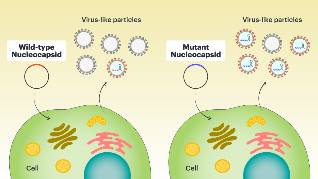 Side by side illustration of wild-type mutation and mutant nucleocapsid