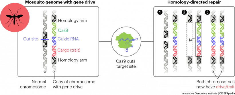 The molecular mechanism of a CRISPR gene drive