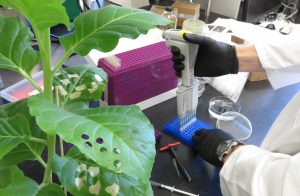 CRISPR experiment with live plant tissue