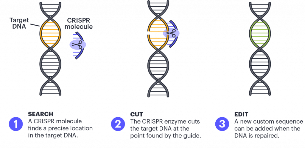 Illustration showing the basics of CRISPR gene editing and how it works. 1. Search: A CRISPR molecule finds a precise location in the target DNA. 2. Cut: The CRISPR enzyme cuts the target DNA at the point found by the guide. 3. Edit: A new custom sequence can be added when the DNA is repaired.