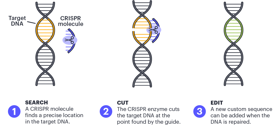 Ilustración que muestra los conceptos básicos de CRISPR
