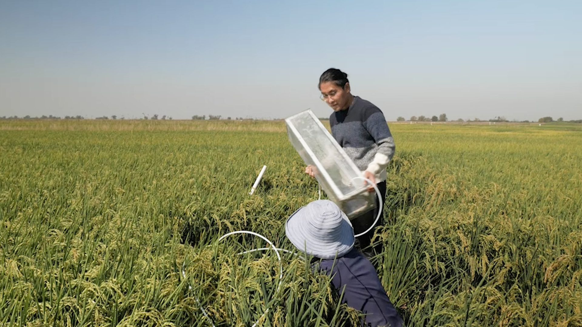 Jack Kim y Jill Banfield en el campo de arroz con una cámara de gas Picarro para medir las emisiones de metano