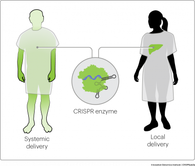 Ilustración que muestra la entrega de CRISPR